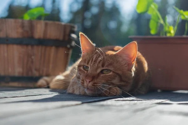 Rote Katze Liegend Auf Einer Holzterrasse Der Rest Von Haustier — Stockfoto