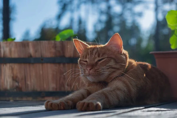 Rotes Kätzchen Erstreckt Sich Nach Einem Süßen Schlaf Auf Einer — Stockfoto