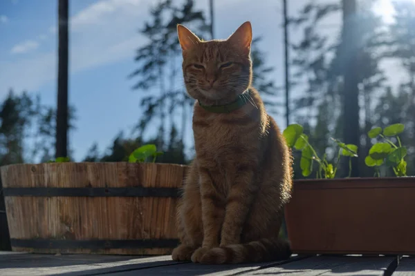 Ein Rotes Kätzchen Sitzt Der Sonne Auf Einer Holzterrasse Mit — Stockfoto