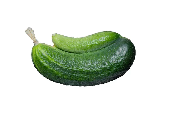 Two Cucumbers Grow One Mutant Cucumber Isolated White Background Plant — Stock Photo, Image