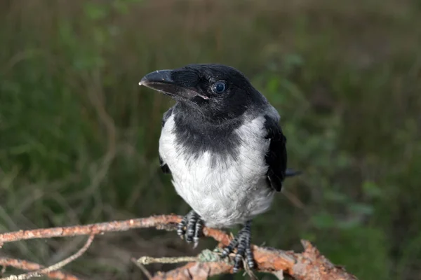 Crow Chick Small Crow Has Fallen Out Its Nest Sitting — Stock Photo, Image