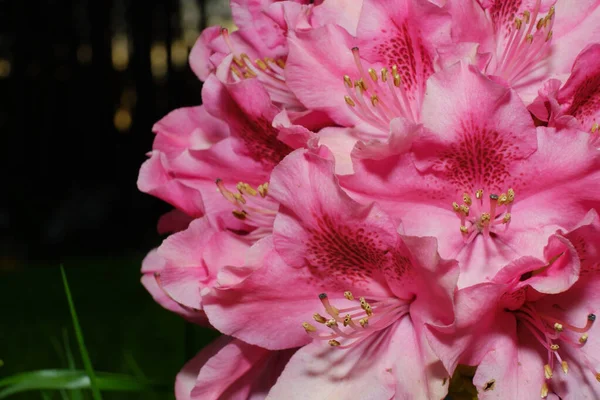 Rododendron Kwitnący Piękny Różowy Kolor Kwitnących Kwiatów Pąków Drzewa Rododendronu — Zdjęcie stockowe