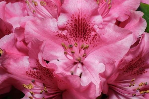 Rhododendron Blommar Vacker Rosa Blommande Blommor Och Knoppar Rhododendron Trã — Stockfoto