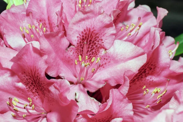 Rododendron Kwitnący Piękny Różowy Kolor Kwitnących Kwiatów Pąków Drzewa Rododendronu — Zdjęcie stockowe