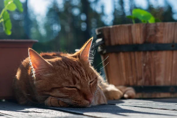 Rotes Kätzchen Schlafend Auf Der Terrasse Süßer Traum Von Einem — Stockfoto