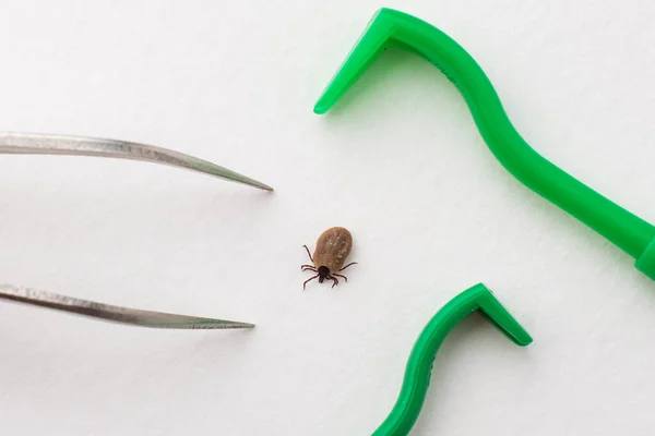 Insecte Dangereux Est Une Tique Qui Sang Répand Autour Elle — Photo