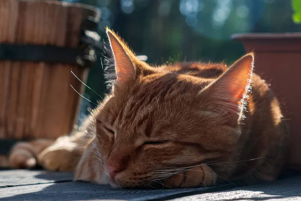 Rotes Kätzchen Schläft Auf Der Terrasse Süßer Traum Von Einem — Stockfoto