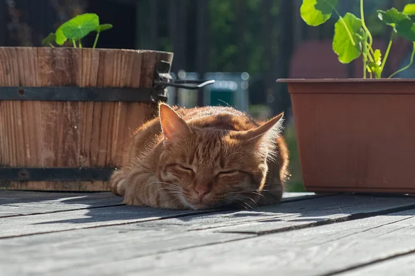 Rotes Kätzchen Schläft Auf Der Terrasse — Stockfoto