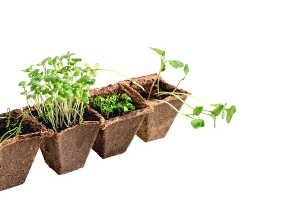 Jeunes Plants Frais Laitue Coriandre Pois Céleri Dans Des Pots — Photo