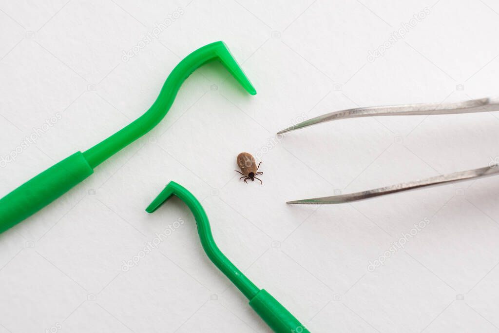 tool for pulling out the tick lying on a white background, dangerous, blood-sucking insect, grey tick full of blood located between the blades and tweezers for pulling out ticks