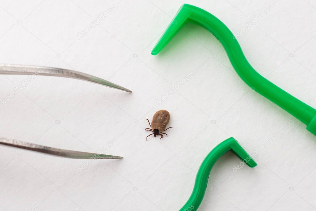 a dangerous insect is a tick that has drunk blood and is spread out around it with a tool for pulling it out. a spatula for twisting the tick and tweezers.