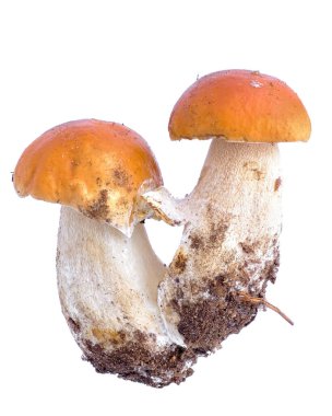 Kırmızı mantar, beyaz arka planda izole edilmiş iki mantar portakal kaplamalı boletus. Kapağın üzerindeki bir köprü ile birbirlerine bağlanıyorlar, mantarların iletişimi..