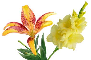 Sarı gladiolus ve sarı ve kırmızı zambak, ulus gününde iki çiçek ya da anneler günü beyaz arka planda izole edilmiş. Anma günü hediyesi. yüksek çözünürlük.