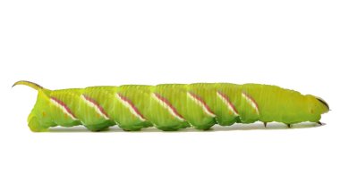 Şahin güvesinin yeşil tırtılı. Kırmızı kitapta listelenen en büyük güve. Beyaz arka planda izole edilmiş tırtıl, yan görüş, tam yüksekliğe kadar uzanıyor.