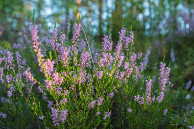 Ormanda yaşayan Heather çiçekleri