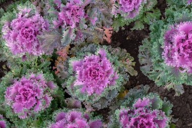 Dekoratif lahananın doğal arka planı, düz üst görünüm.