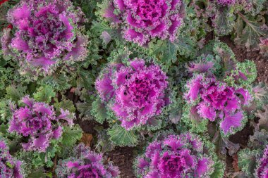 Dekoratif lahananın doğal arka planı, düz üst görünüm.