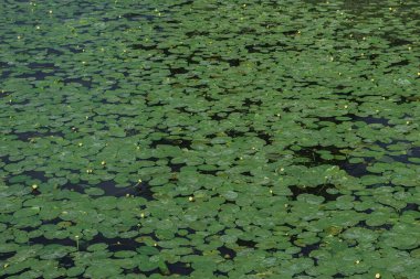 Tarafsız renklerdeki su bitkilerinin arka planı, su zambaklarıyla kaplanmış gölet, monoton doğal doku.