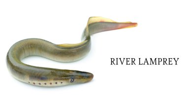Lamprey nehri, izole edilmiş beyaz arka plan, çenesiz minarovich familyasının tatlı su balık türleri, kopyasal alan, fotoğraf kitapları ve kartpostallar.