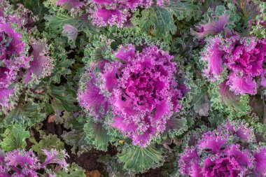 Dekoratif lahananın doğal arka planı, düz üst görünüm.