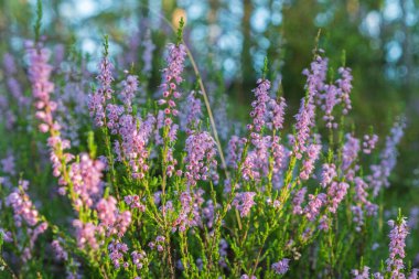 Heather yakın plan, doğal manzara ve durgun hayat.