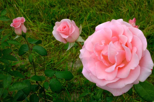 Τρία Όμορφα Λουλούδια Ροζ Τριαντάφυλλα Ένα Πράσινο Φόντο Του Χόρτου — Φωτογραφία Αρχείου