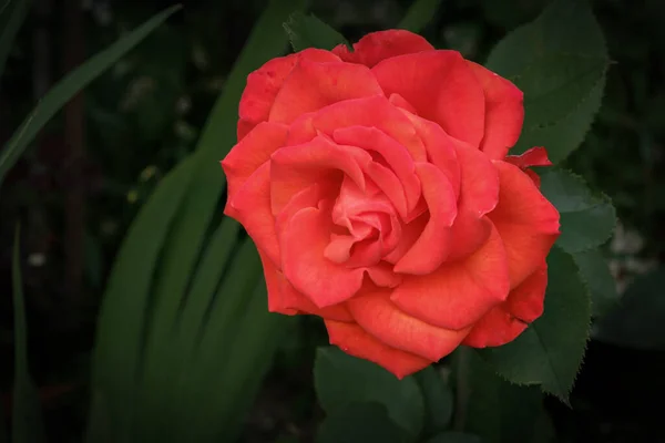 Πλούσιο Και Κόκκινο Τριαντάφυλλο Λουλούδι Στο Πράσινο Φόντο Του Κήπου — Φωτογραφία Αρχείου