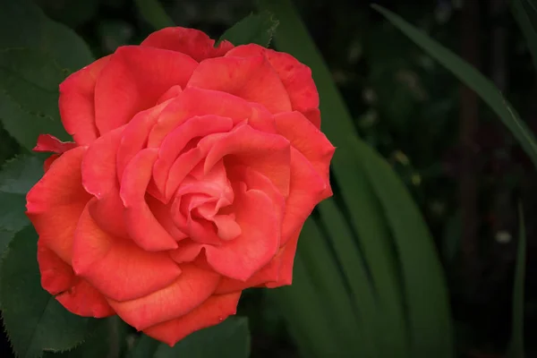Frodig Och Röd Ros Blomma Den Gröna Bakgrunden Hemträdgården Den — Stockfoto