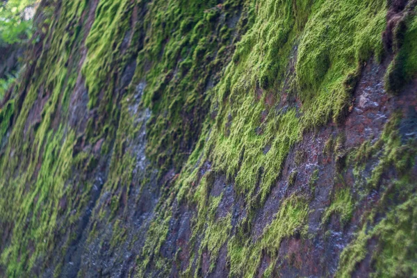 beautiful green moss on a steep granite, flat rock