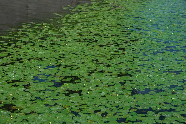 background of water vegetation of neutral color, pond overgrown with water lilies, monotonous natural texture.