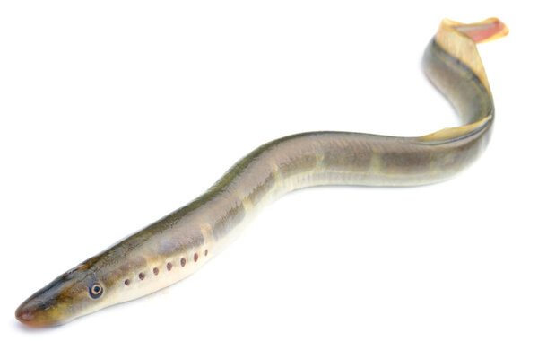 river lamprey, isolated on a white background, a species of predatory jawless fish in the family lampreys