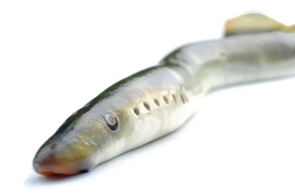 River Lamprey Isolated White Background Species Predatory Jawless Fish Family — Stock Photo, Image