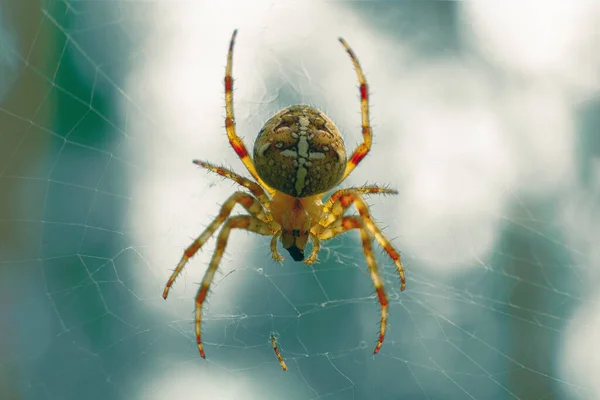 Het Spinnenkruis Het Web Resten Van Poot Van Zijn Rivaal — Stockfoto