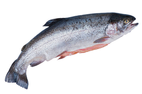 gutted red fish, river trout isolated on a white background