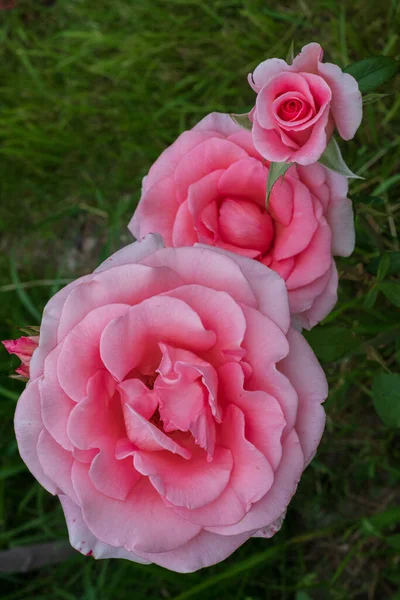 Tre Vackra Blommor Rosa Rosenknoppar Grön Bakgrund Gräs — Stockfoto