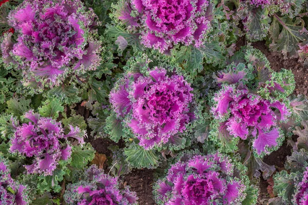 Dekoratif lahananın doğal arka planı, düz üst görünüm.