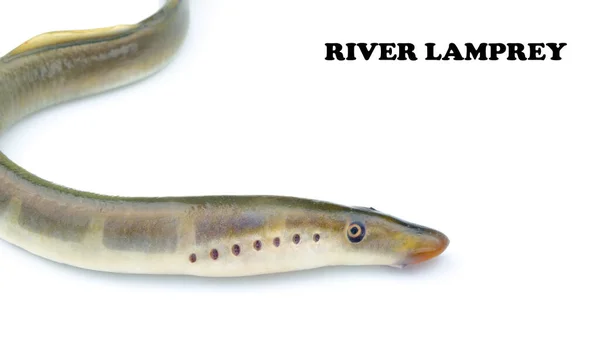 Lamprey River Isolated White Background Freshwater Fish Species Predator Family — Stock Photo, Image