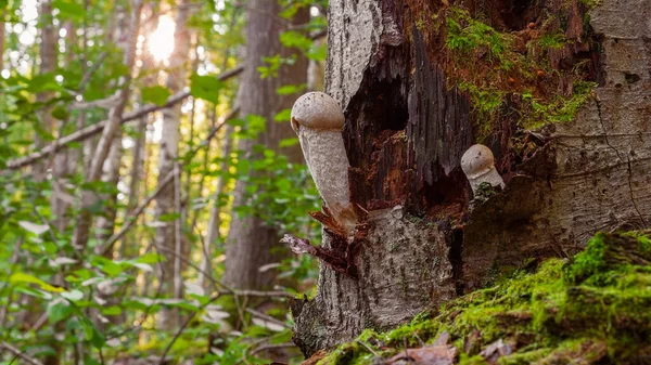 Gün batımında panoramik bir mantar ormanının panoramik görüntüsü. Erkek cinsel organı şeklinde eski bir kütüğün üzerinde erotik, yenebilir mantarlar..