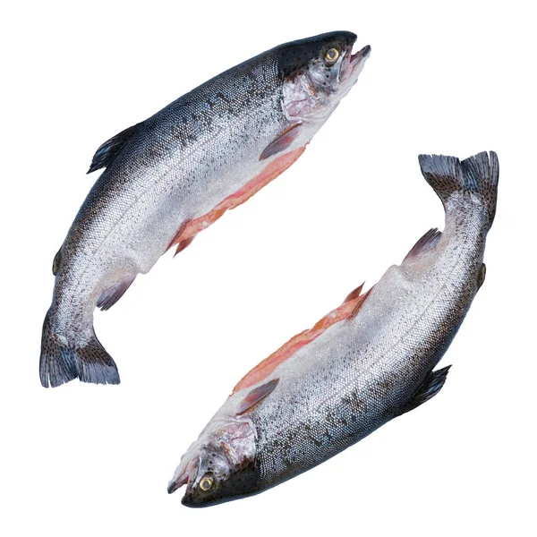 Red Fish Trout Isolated White Background Symbol Processing Delicious Food — Stock Photo, Image