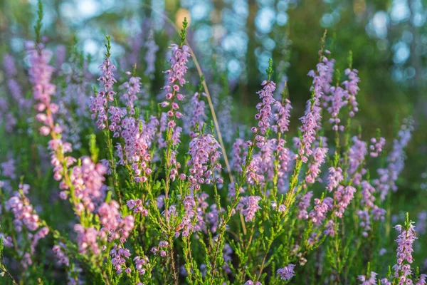 Heather yakın plan, doğal manzara ve durgun hayat.