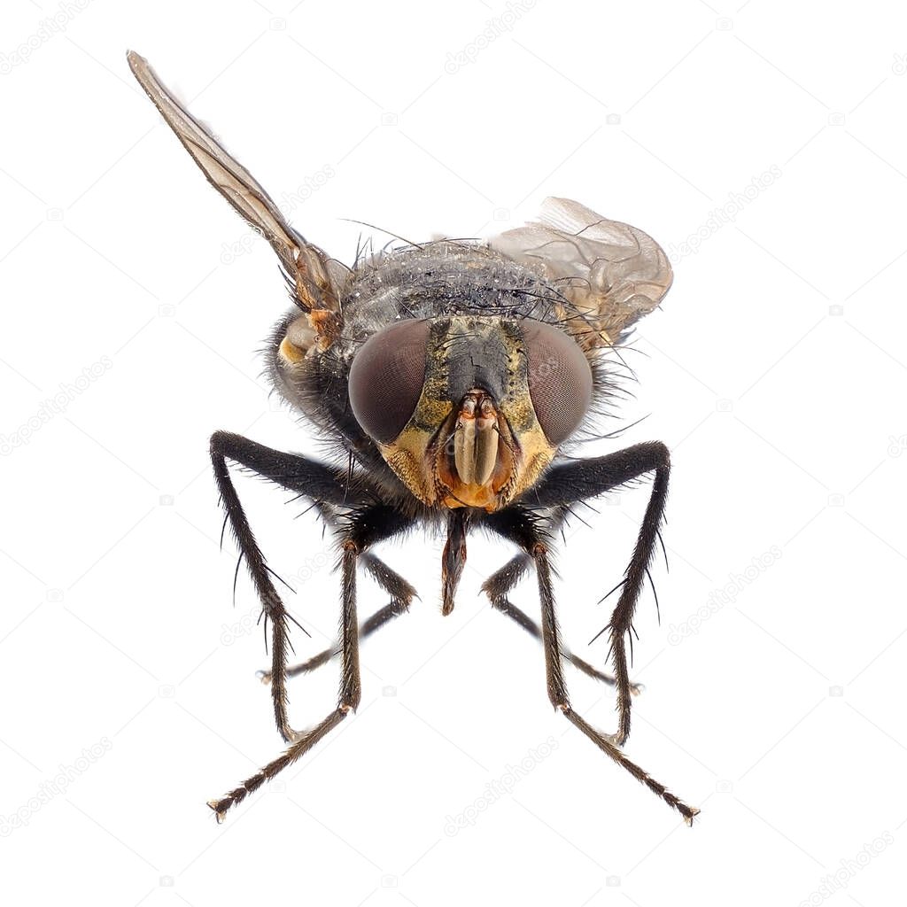 fly front view, isolated on a white background, close-up photo in high resolution and great depth of field.