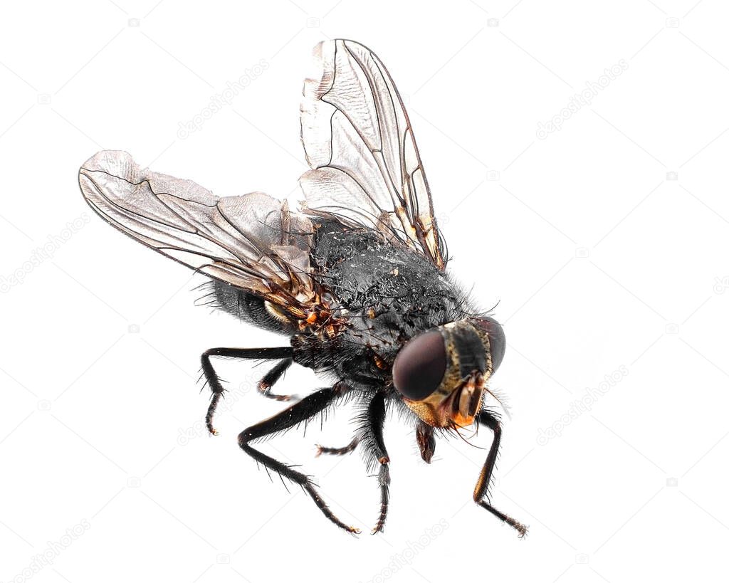 common fly isolated on a white background, the fly is a carrier of diseases and dirt.