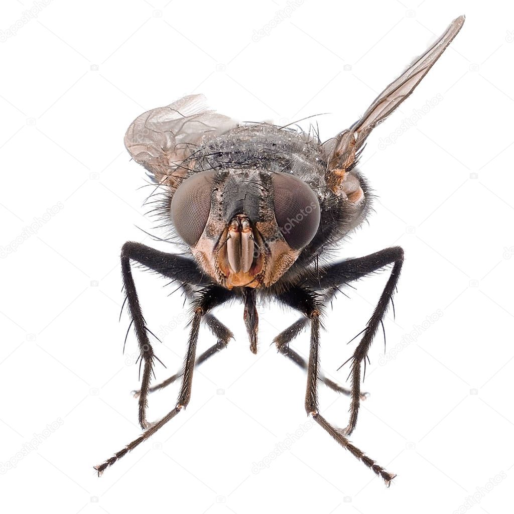 insect fly front view isolated on white background