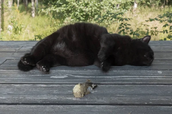 狩りの後の黒い猫は暗い木製のテラスでトロフィーで休むハンターは死者の犠牲者の隣にある小さな鳥のウォブラー — ストック写真