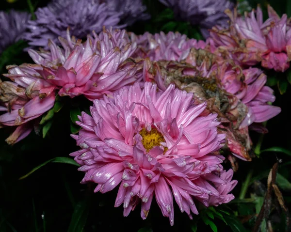 Halványuló Virágok Rózsaszín Kert Aster — Stock Fotó