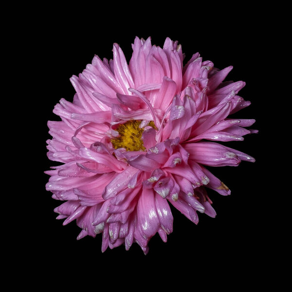 rosebud Aster isolated on a black background, fluffy Dahlia feathery