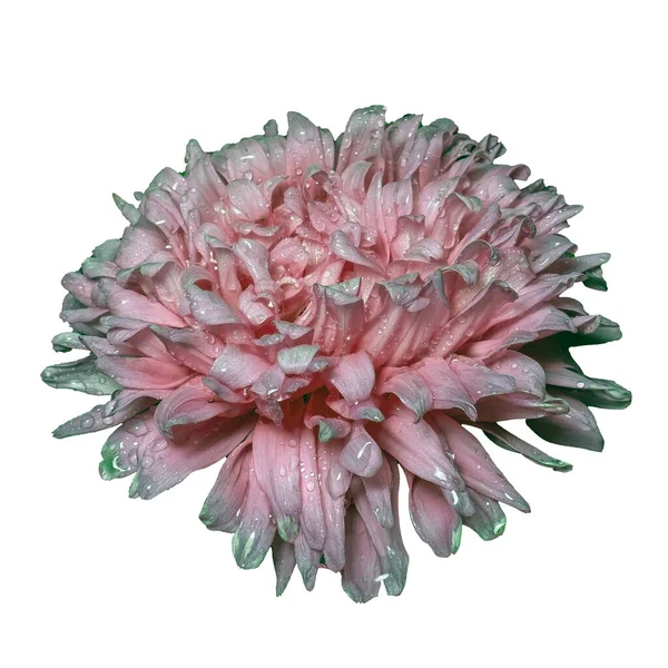 Fluffig Rosa Aster Blomma Bud Isolerad Vit Bakgrund — Stockfoto