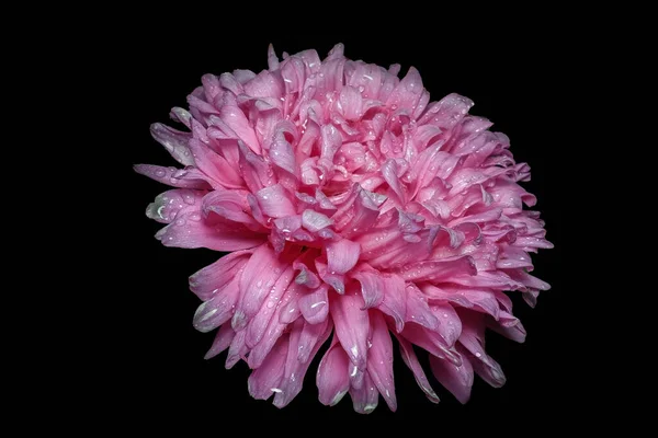 Bouton Rose Aster Isolé Sur Fond Noir Duveteux Dahlia Plumeux — Photo