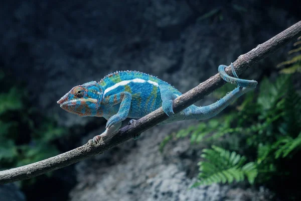 Erwachsenes Chamäleon Auf Einem Ast Wütendem Zustand Leuchtend Satte Farbe — Stockfoto