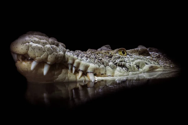 Cap Crocodil Reflecție Apă Pregătindu Atace Izolat Fundal Negru — Fotografie, imagine de stoc